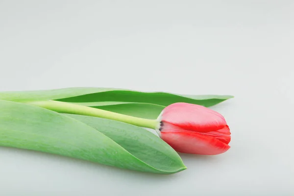 Close Van Rode Tulpen Bloemen Tegen Witte Achtergrond — Stockfoto