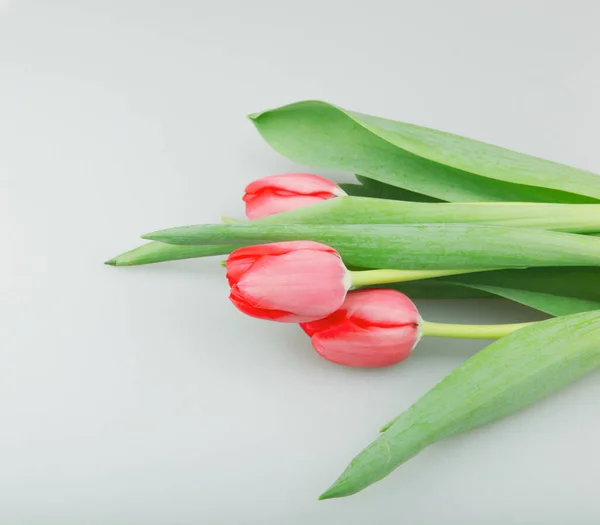 Close Van Rode Tulpen Bloemen Tegen Witte Achtergrond — Stockfoto