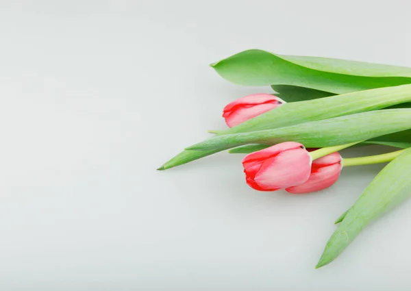 Close Van Rode Tulpen Bloemen Tegen Witte Achtergrond — Stockfoto