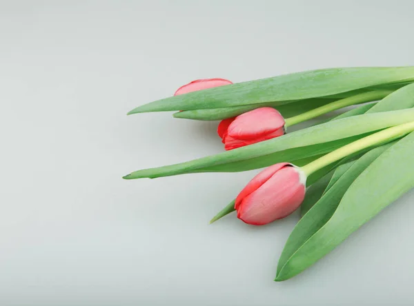 Close Van Rode Tulpen Bloemen Tegen Witte Achtergrond — Stockfoto