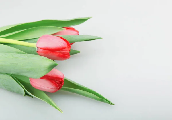 Close Van Rode Tulpen Bloemen Tegen Witte Achtergrond — Stockfoto