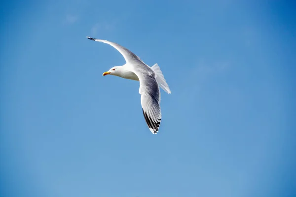 Europese Zilvermeeuw Larus Argentatus — Stockfoto