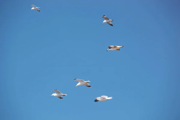 Een Zwerm Zeevogels Vliegen Blauwe Lucht — Stockfoto