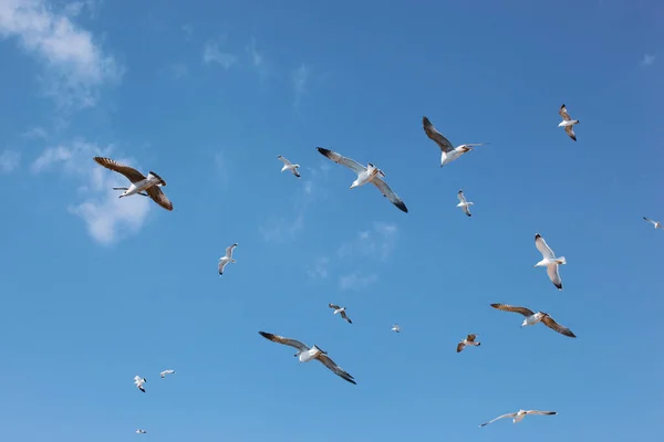 Flock Seabirds Fly Blue Sky — Stock Photo, Image