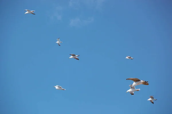 Flock Seabirds Fly Blue Sky — Stock Photo, Image