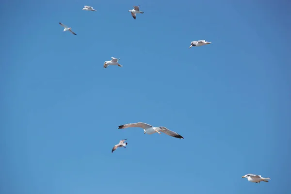 Een Zwerm Zeevogels Vliegen Blauwe Lucht — Stockfoto