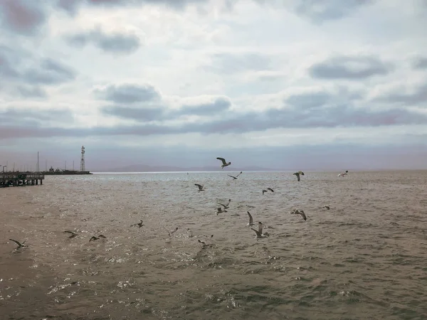 Flock Seabirds Fly Blue Sky — Stock Photo, Image