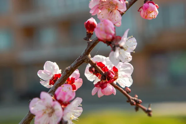 Immagine Dell Albero Ciliegio Primavera — Foto Stock