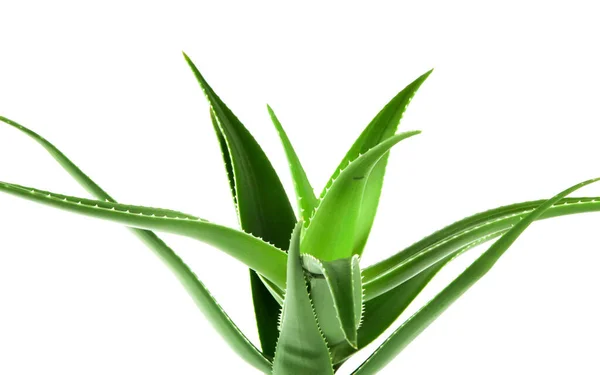 Aloe Vera Bitkisi Beyaz Arka Planda Izole Edilmiş Aloe Vera — Stok fotoğraf