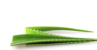 Aloe vera bitkisi beyaz arka planda izole edilmiş. Aloe vera, Aloe cinsinin sulu bir bitki türüdür. Tarım ve tıbbi kullanım için yetiştirilir.