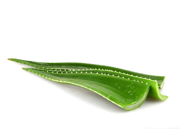 Planta Aloe Vera Aislada Sobre Fondo Blanco Aloe Vera Una — Foto de Stock