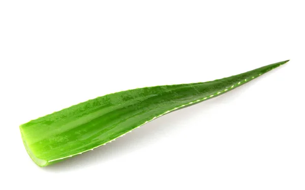 Aloe Vera Bitkisi Beyaz Arka Planda Izole Edilmiş Aloe Vera — Stok fotoğraf