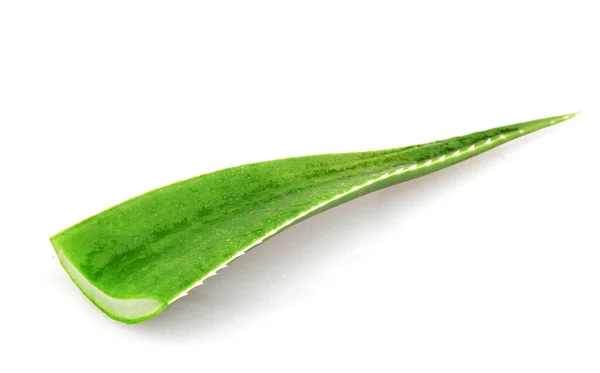 Pianta Aloe Vera Isolata Fondo Bianco Aloe Vera Una Pianta — Foto Stock