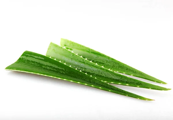 Aloe Vera Bitkisi Beyaz Arka Planda Izole Edilmiş Aloe Vera — Stok fotoğraf