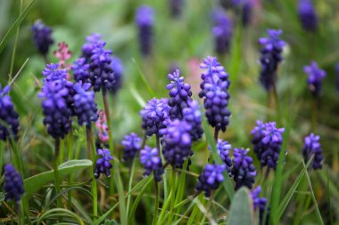 Üzüm sümbülü, Muscari armeniacum, küçük üzüm demetlerine benzeyen mavi çiçekli bahar çiçeği soğanıdır..