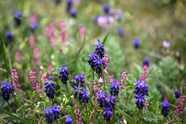 Jacinto Uva Muscari Armeniacum Bulbo Floreciente Primavera Con Flores Azules —  Fotos de Stock