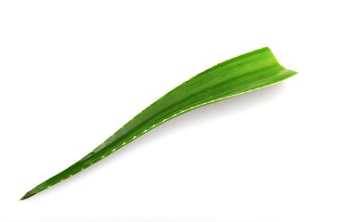 Aloe vera bitkisi beyaz arka planda izole edilmiş. Aloe vera, Aloe cinsinin sulu bir bitki türüdür. Tarım ve tıbbi kullanım için yetiştirilir.