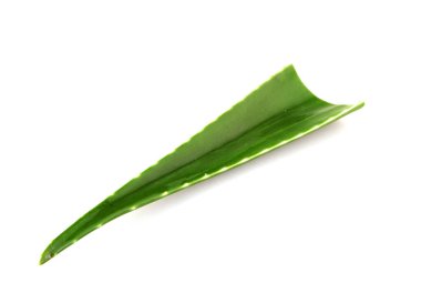 Aloe vera bitkisi beyaz arka planda izole edilmiş. Aloe vera, Aloe cinsinin sulu bir bitki türüdür. Tarım ve tıbbi kullanım için yetiştirilir.