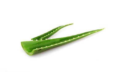 Aloe vera bitkisi beyaz arka planda izole edilmiş. Aloe vera, Aloe cinsinin sulu bir bitki türüdür. Tarım ve tıbbi kullanım için yetiştirilir.