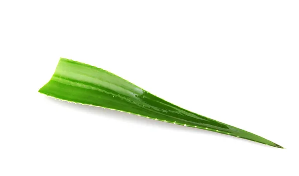 Aloe Vera Växt Isolerad Vit Bakgrund Aloe Vera Saftig Växtart — Stockfoto