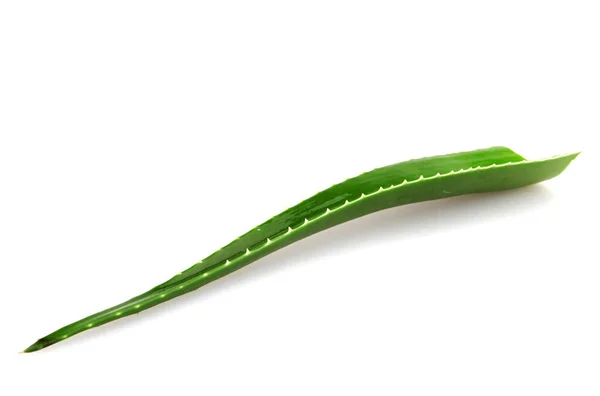 Rostlina Aloe Vera Izolovaná Bílém Pozadí Aloe Vera Šťavnatý Rostlinný — Stock fotografie