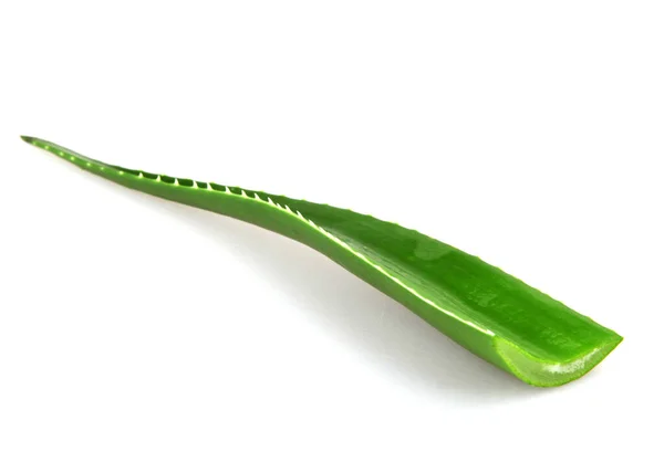Рослина Aloe Vera Ізольована Білому Тлі Aloe Vera Вид Сукулентних — стокове фото