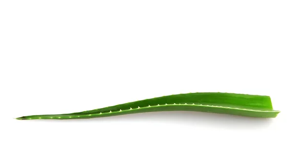 Aloe Vera Növény Elszigetelt Fehér Háttérrel Aloe Vera Aloe Nemhez — Stock Fotó