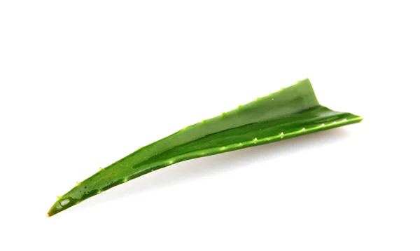 Aloe Vera Pflanze Isoliert Auf Weißem Hintergrund Aloe Vera Ist — Stockfoto