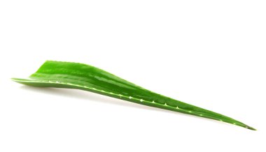 Aloe vera bitkisi beyaz arka planda izole edilmiş. Aloe vera, Aloe cinsinin sulu bir bitki türüdür. Tarım ve tıbbi kullanım için yetiştirilir.