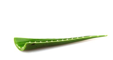 Aloe vera bitkisi beyaz arka planda izole edilmiş. Aloe vera, Aloe cinsinin sulu bir bitki türüdür. Tarım ve tıbbi kullanım için yetiştirilir.