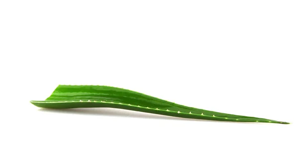 Aloe Vera Bitkisi Beyaz Arka Planda Izole Edilmiş Aloe Vera — Stok fotoğraf