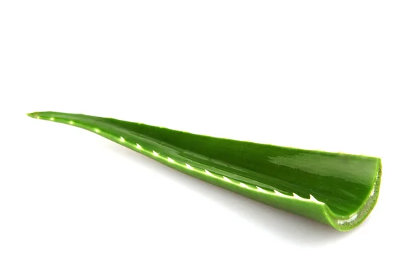 Roślina Aloesu Izolowana Białym Tle Aloes Vera Jest Soczystym Gatunkiem — Zdjęcie stockowe