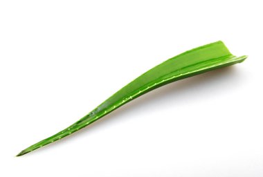 Aloe vera bitkisi beyaz arka planda izole edilmiş. Aloe vera, Aloe cinsinin sulu bir bitki türüdür. Tarım ve tıbbi kullanım için yetiştirilir.