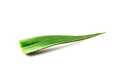 Aloe vera bitkisi beyaz arka planda izole edilmiş. Aloe vera, Aloe cinsinin sulu bir bitki türüdür. Tarım ve tıbbi kullanım için yetiştirilir.