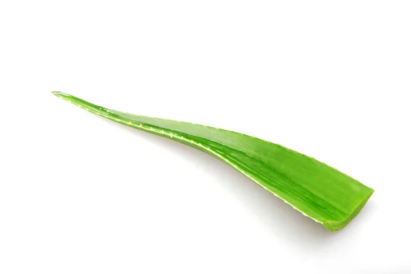 Aloe Vera Växt Isolerad Vit Bakgrund Aloe Vera Saftig Växtart — Stockfoto