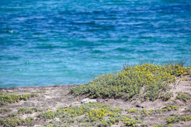 Sahil ve Deniz Parlak Günışığında