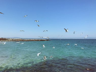 Güneşli bir günde denizin üzerinde uçan martılar.