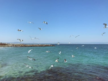Güneşli bir günde denizin üzerinde uçan martılar.