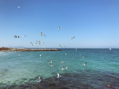 Güneşli bir günde denizin üzerinde uçan martılar.