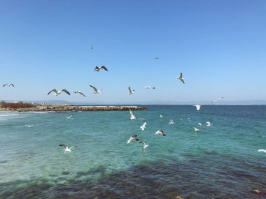 Güneşli bir günde denizin üzerinde uçan martılar.