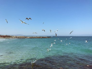 Güneşli bir günde denizin üzerinde uçan martılar.