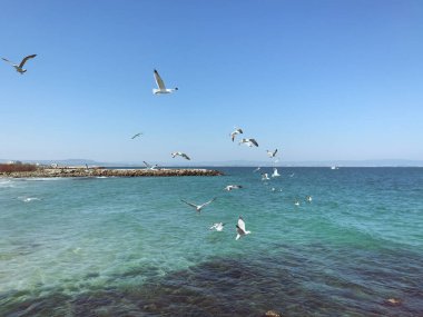Güneşli bir günde denizin üzerinde uçan martılar.