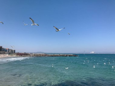 Güneşli bir günde denizin üzerinde uçan martılar.