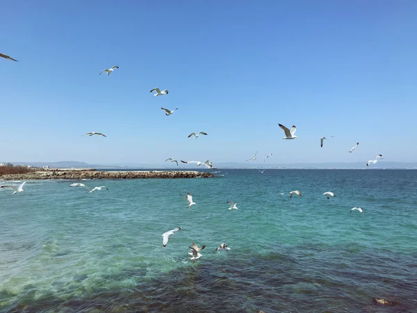 Γλάροι Που Πετούν Πάνω Από Θάλασσα Την Ηλιόλουστη Μέρα — Φωτογραφία Αρχείου