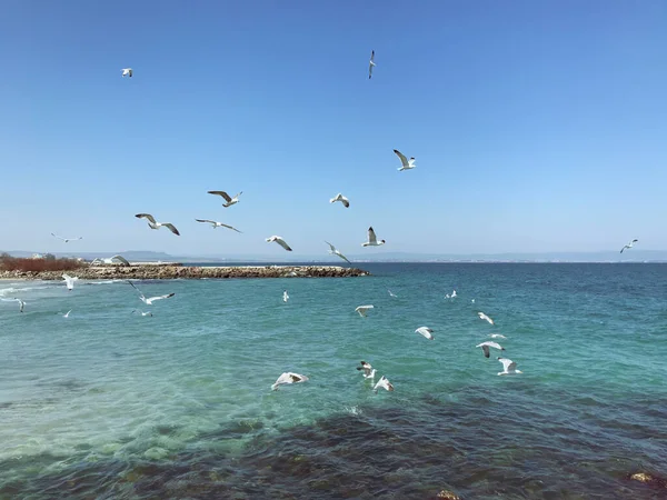 Seagulls Flying Sea Sunny Day — Stock Photo, Image