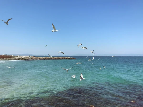 Gaivotas Voando Sobre Mar Dia Ensolarado — Fotografia de Stock