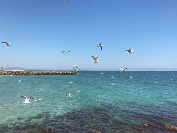 Чайки Летают Над Морем Солнечный День — стоковое фото