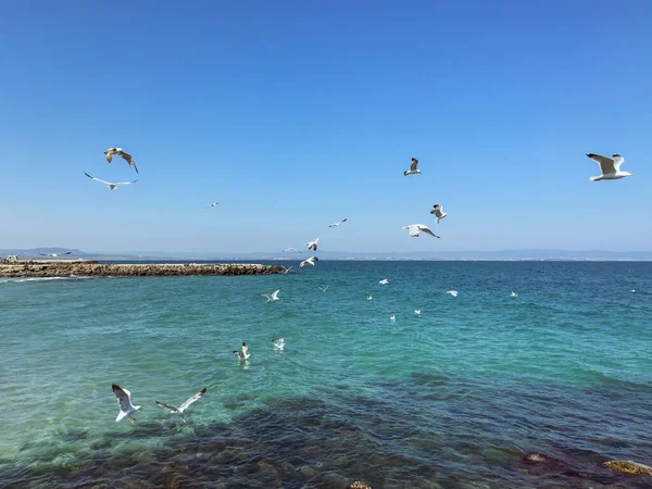 Чайки Летают Над Морем Солнечный День — стоковое фото