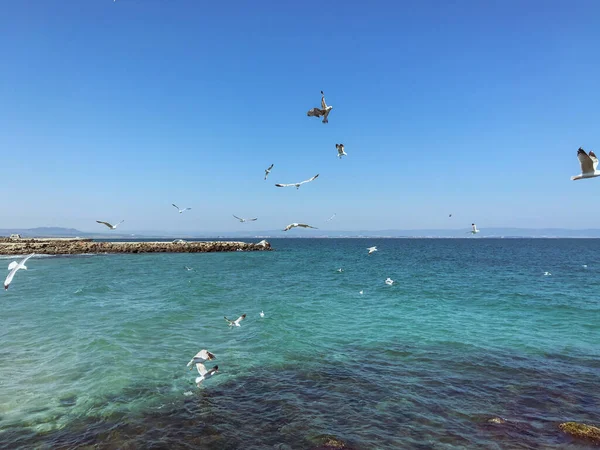 Seagulls Flying Sea Sunny Day — Stock Photo, Image