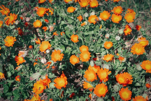 아름다운 마리골드 Calendula Officinalis — 스톡 사진